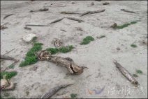 美國德州嚴(yán)重干旱 生態(tài)遭重創(chuàng)