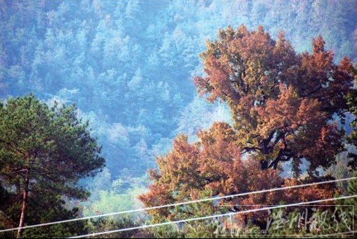 溫州文成紅楓古道的楓葉漸次轉(zhuǎn)紅