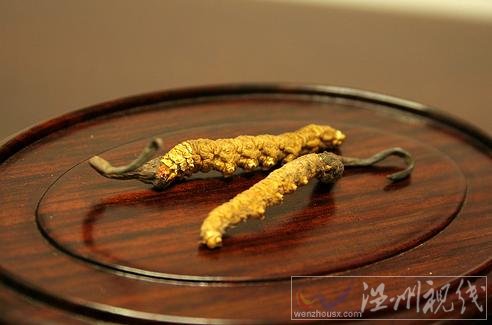 冬蟲(chóng)夏草是什么