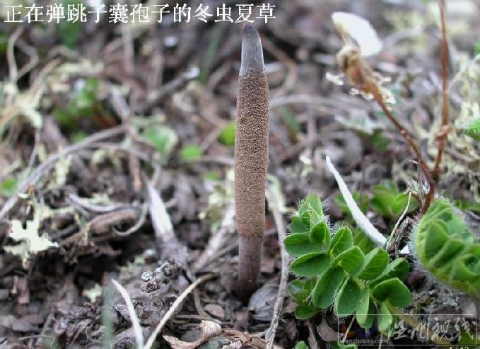 冬蟲(chóng)夏草的形態(tài)