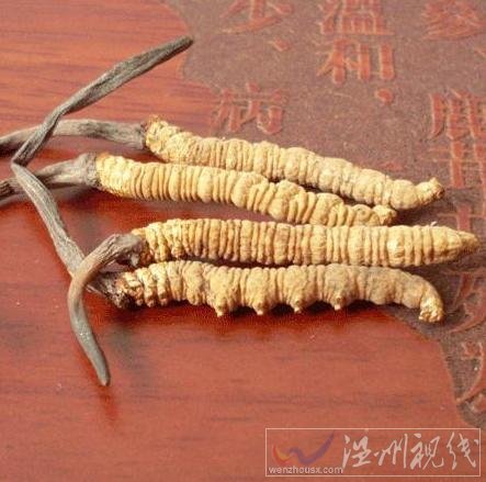 冬蟲(chóng)夏草是什么