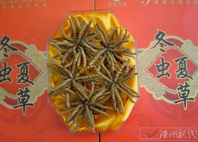 冬蟲(chóng)夏草是什么