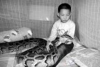 蟒蛇12年伴少年成長(zhǎng) 與蟒同居的12年少年的故事