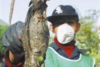 伊朗巨鼠重達10斤 專家稱伊朗變異老鼠完成基因突變