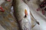 福安女婿端午節(jié)送岳父黃唇魚 價(jià)值300萬(wàn)