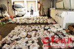 廣東白云一民宅私藏穿山甲457只 4名嫌疑人被控制