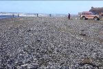 俄羅斯降溫凍僵沙丁魚 被海浪沖上沙灘非常壯觀的天