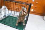 男子公開(kāi)售穿山甲被捕