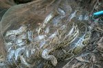 泰國(guó)漁民捕魚撈大蟒蛇