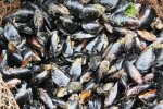 秦皇島海虹中毒 秦皇島發(fā)生多起食用海虹中毒病例