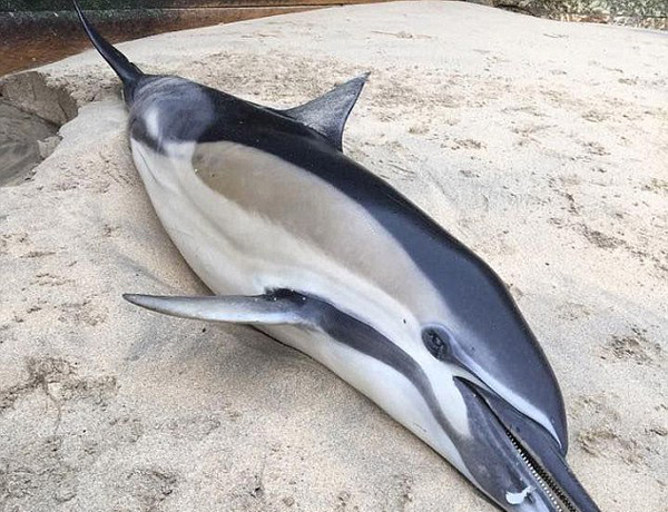 英國海灘頻現(xiàn)海豚尸體