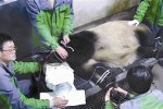 熊貓母女死亡續(xù) 大熊貓死亡未必公布