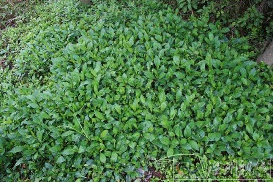 止咳草藥白馬蘭學(xué)名馬蘭