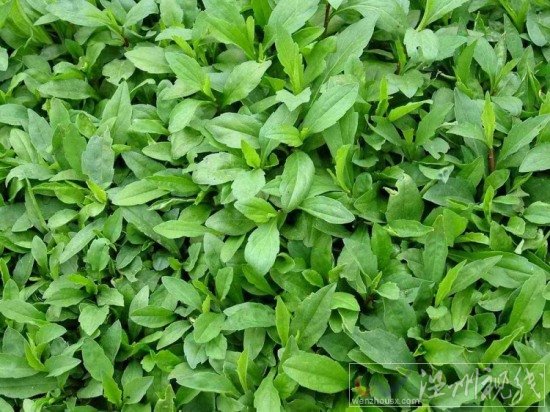 止咳草藥白馬蘭學(xué)名馬蘭