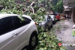 福州臺(tái)風(fēng)瑪莉亞來(lái)襲 大風(fēng)和暴雨經(jīng)過(guò)城市一片狼藉