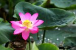百年古蓮復(fù)活開花 圓明園鏡香池古蓮子