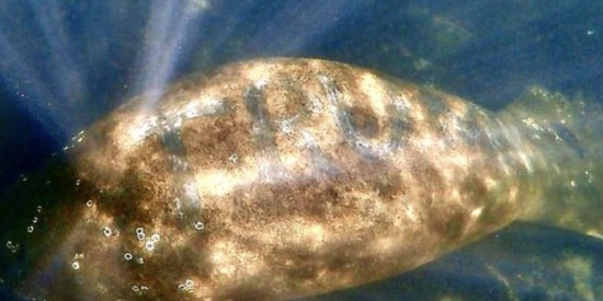 特朗普的名字Trump被刻在一只保護(hù)動物海牛的身上