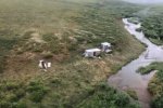 美國男子遭熊襲擊跟蹤一周后獲救