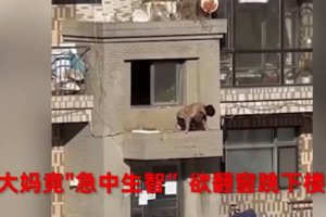大連一小區(qū)被封大媽欲翻窗跳樓出門
