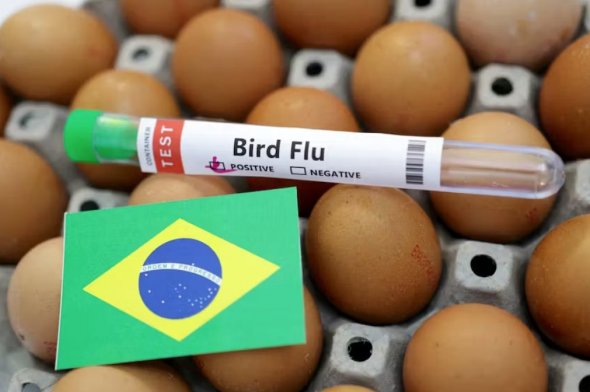 巴西野生鳥類出現(xiàn)禽流感病例 宣布180天動物衛(wèi)生緊急狀態(tài)