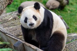 華盛頓國家動(dòng)物園三