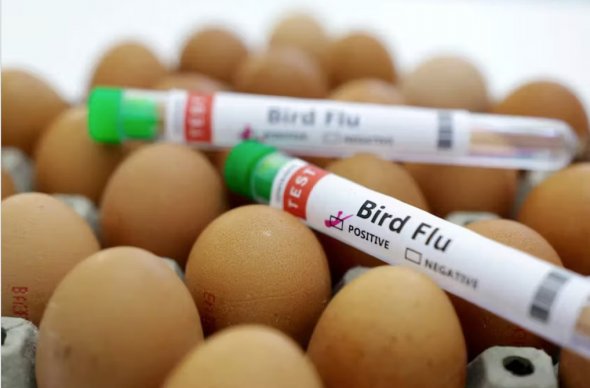 墨西哥報告野鴨感染H5N1禽流感 商業(yè)農(nóng)場未受影響