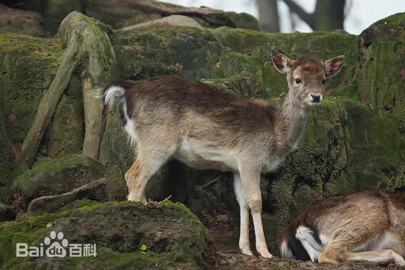 虎跳峽出現(xiàn)不明生物？當(dāng)?shù)鼗貞?yīng)不是龍